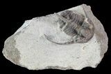Rare Eifel Cyphaspis Trilobite - Germany #27432-1